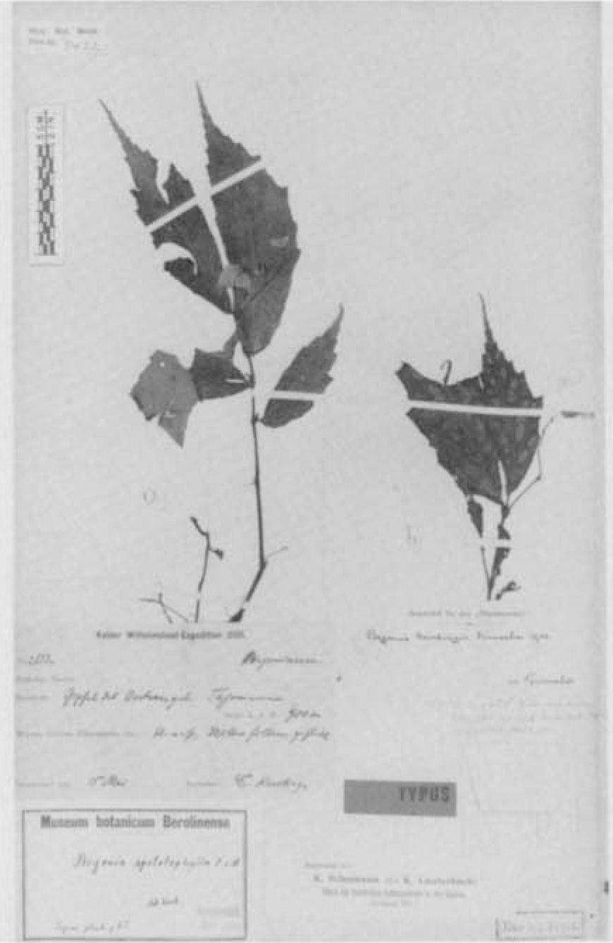 B. kerstingii